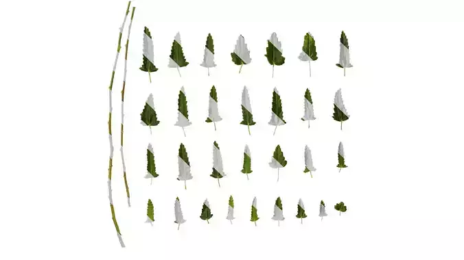 Anydrafts Anisodontea capensis Leaf 01 Texture