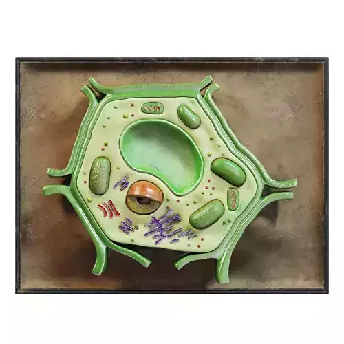 Plant Cell Lab Model