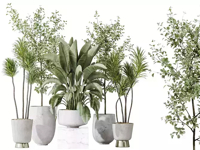 AV Indoor plants set 159 Olive Eucalyptus and Palm and Banana