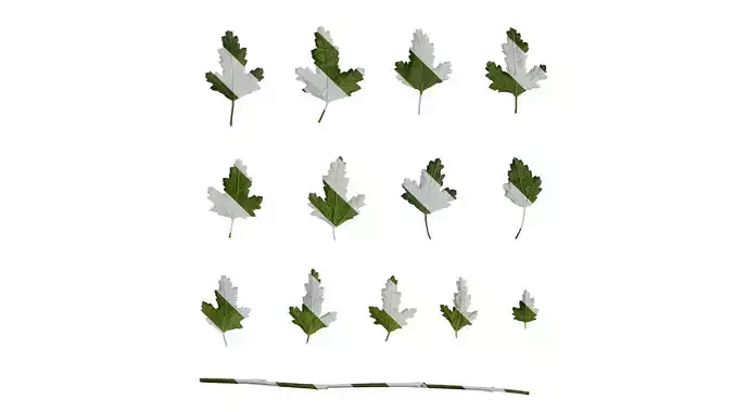 Anydrafts Anisodontea capensis Leaf 02 Texture