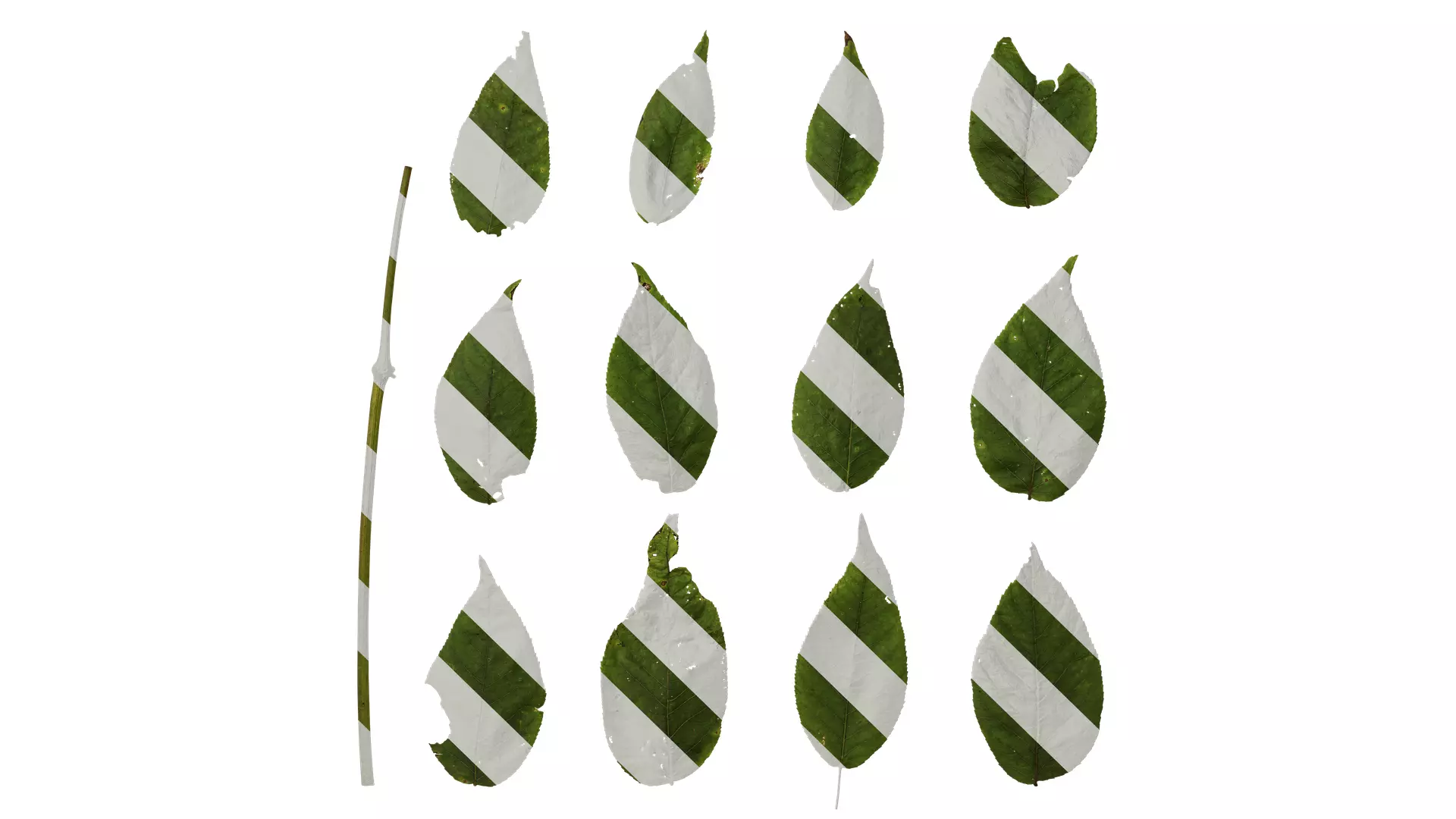 Anydrafts Aralia chinensis Leaf 01 Texture