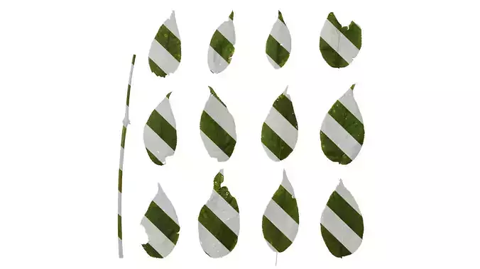 Anydrafts Aralia chinensis Leaf 01