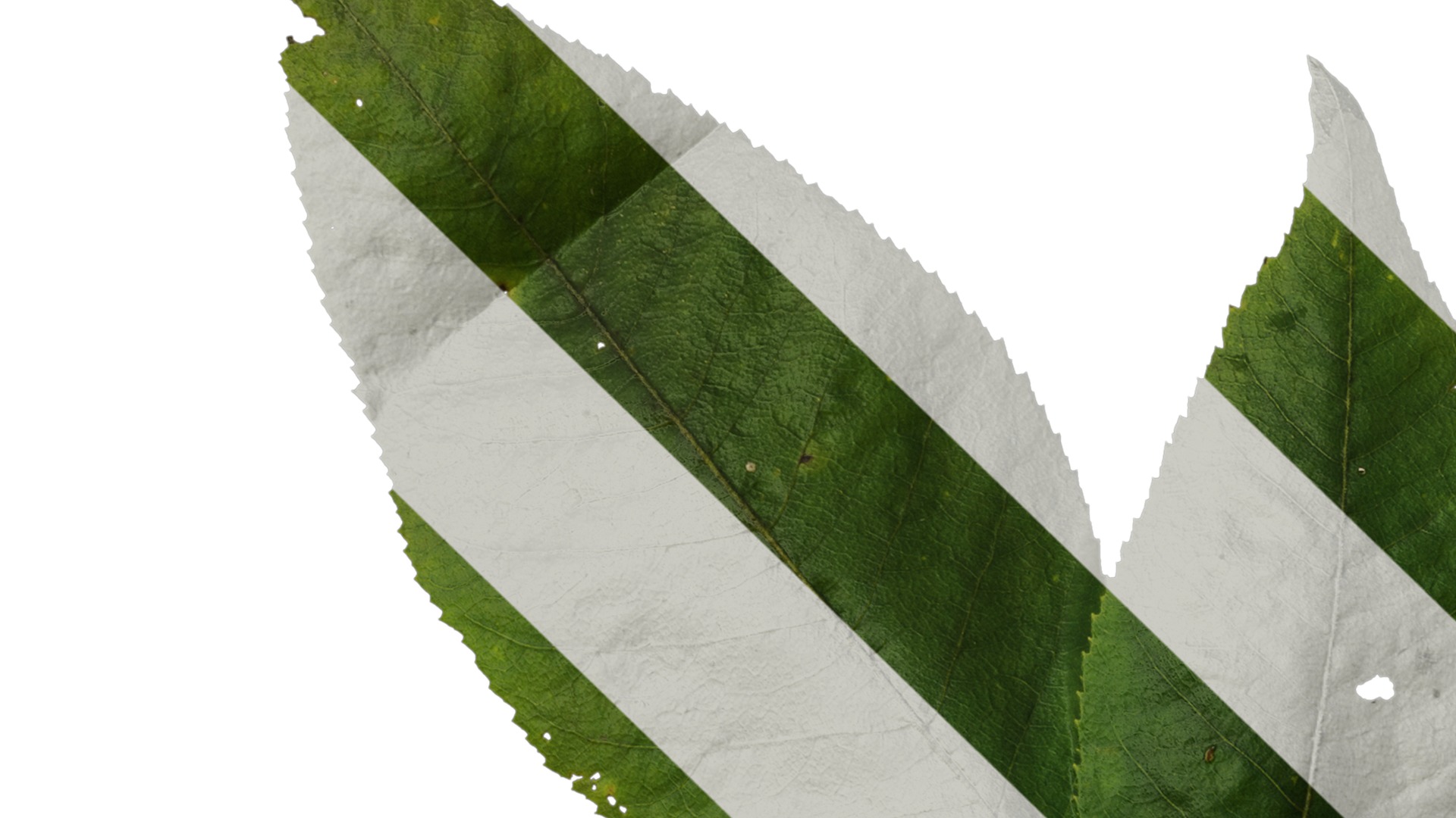 Anydrafts Aralia chinensis Leaf 03 Texture_1