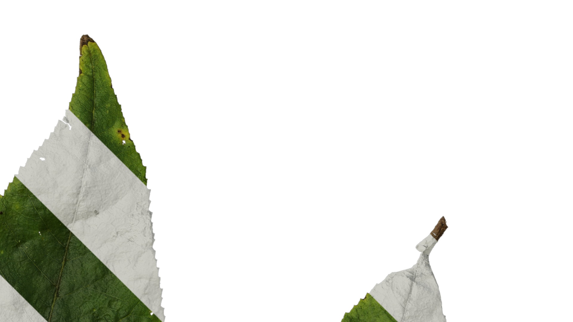 Anydrafts Aralia chinensis Leaf 03 Texture_2