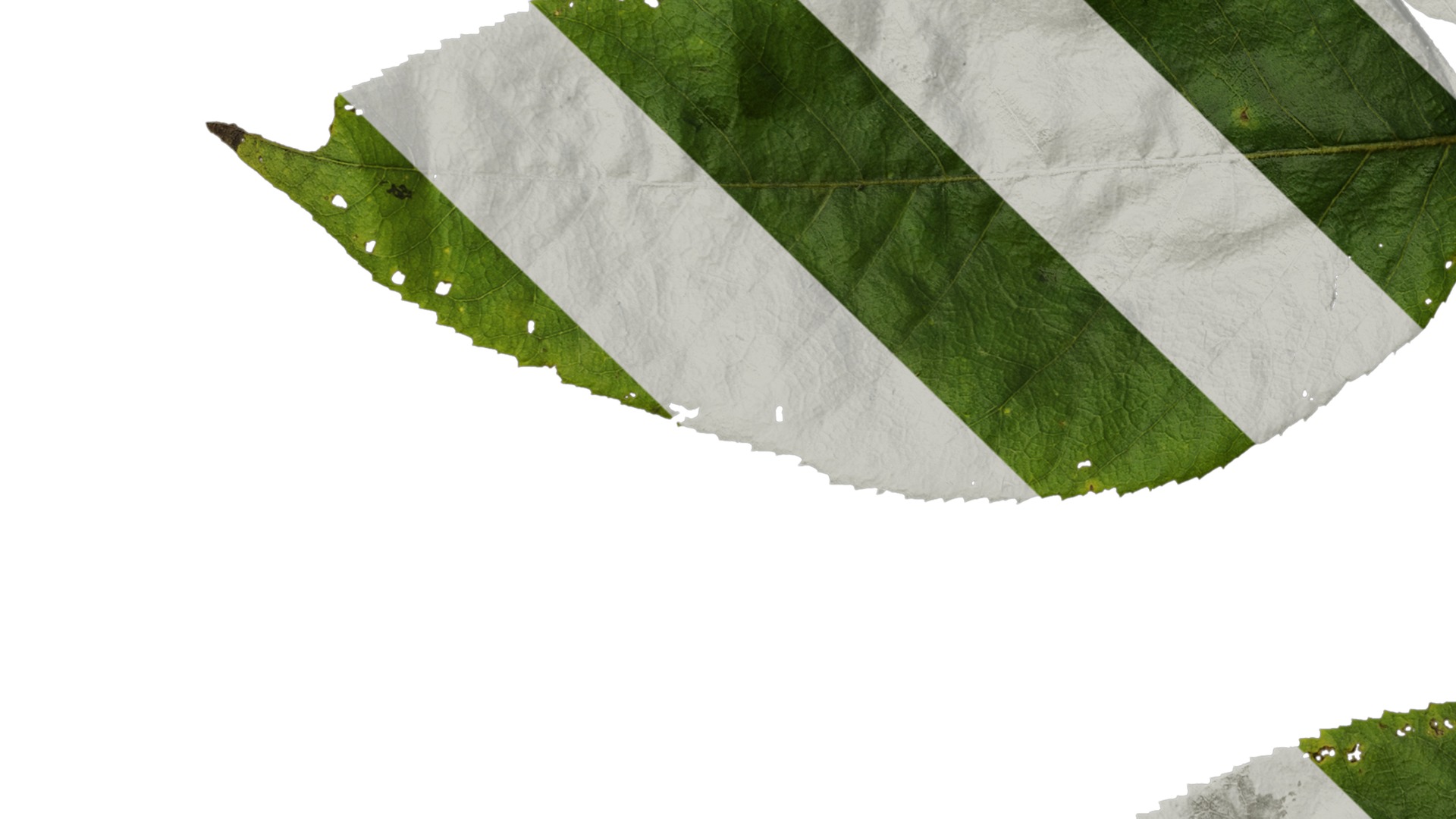 Anydrafts Aralia chinensis Leaf 03 Texture_5