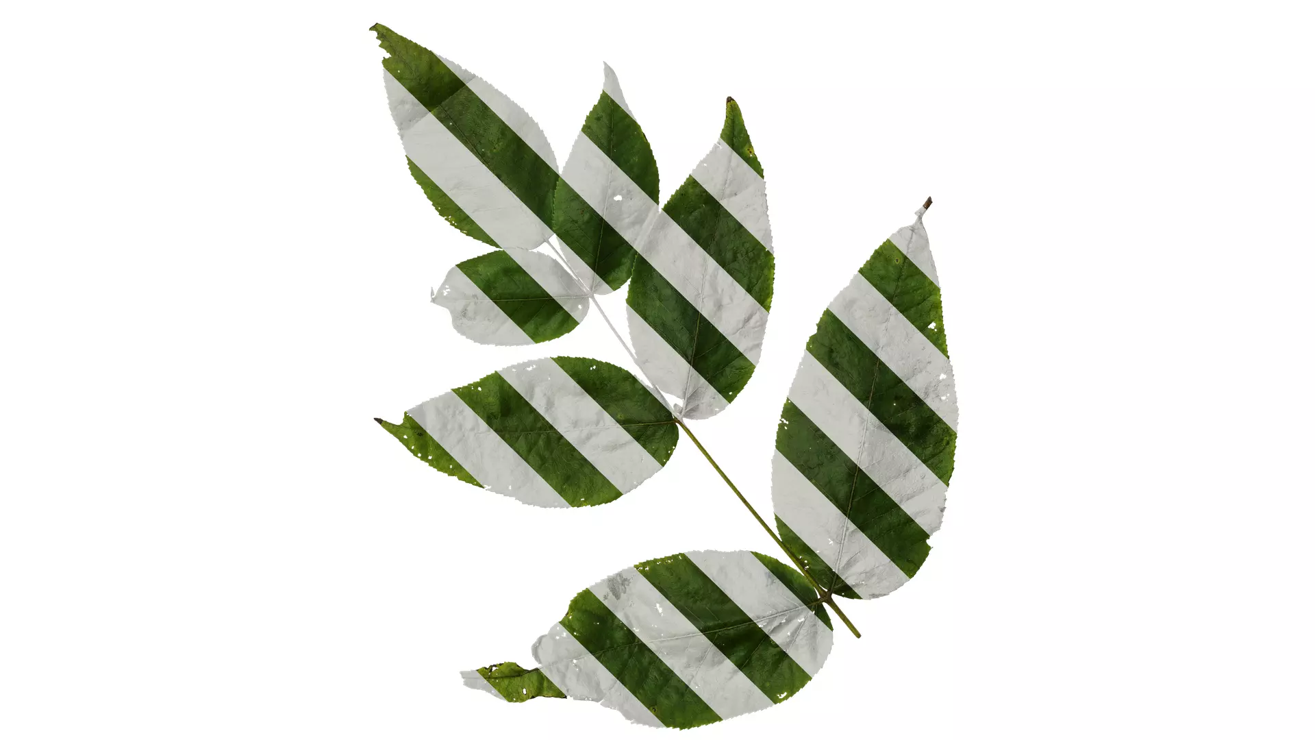 Anydrafts Aralia chinensis Leaf 03 Texture_0