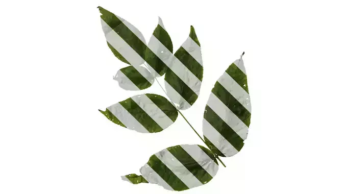 Anydrafts Aralia chinensis Leaf 03