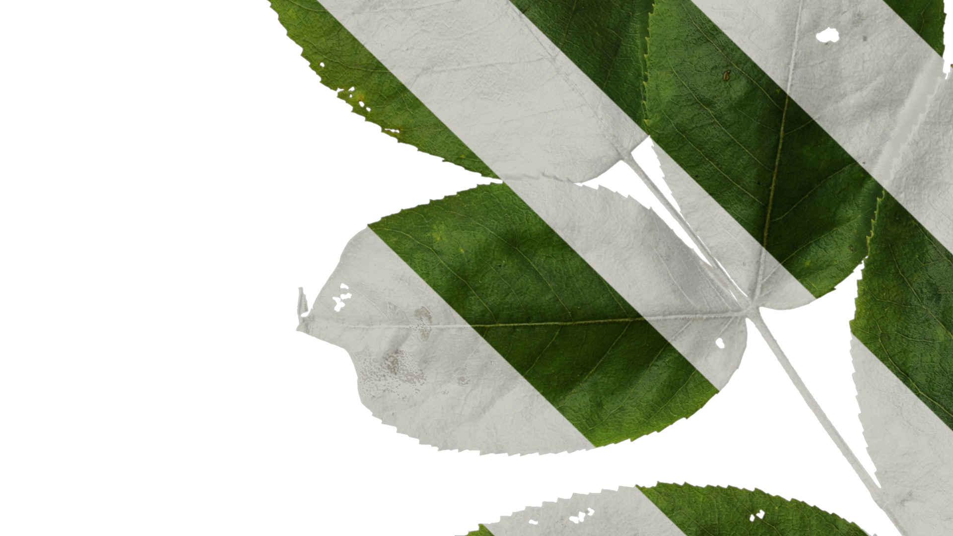 Anydrafts Aralia chinensis Leaf 03 Texture_3