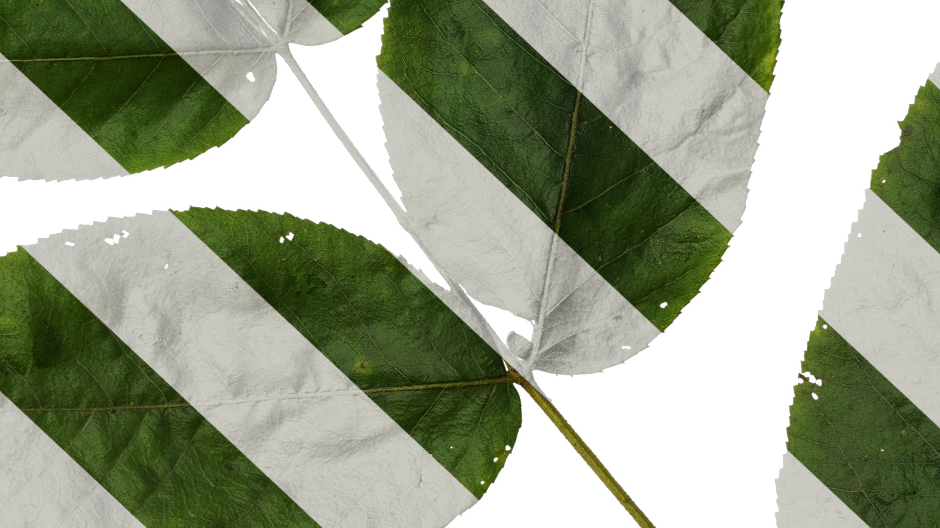 Anydrafts Aralia chinensis Leaf 03 Texture_7