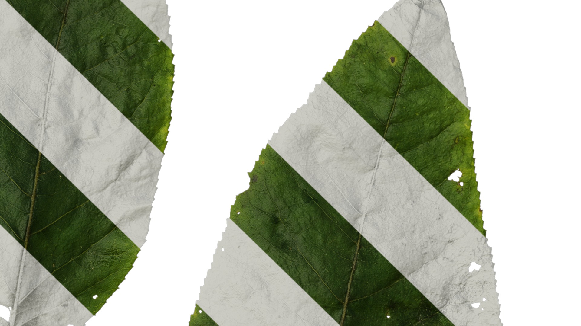 Anydrafts Aralia chinensis Leaf 03 Texture_4