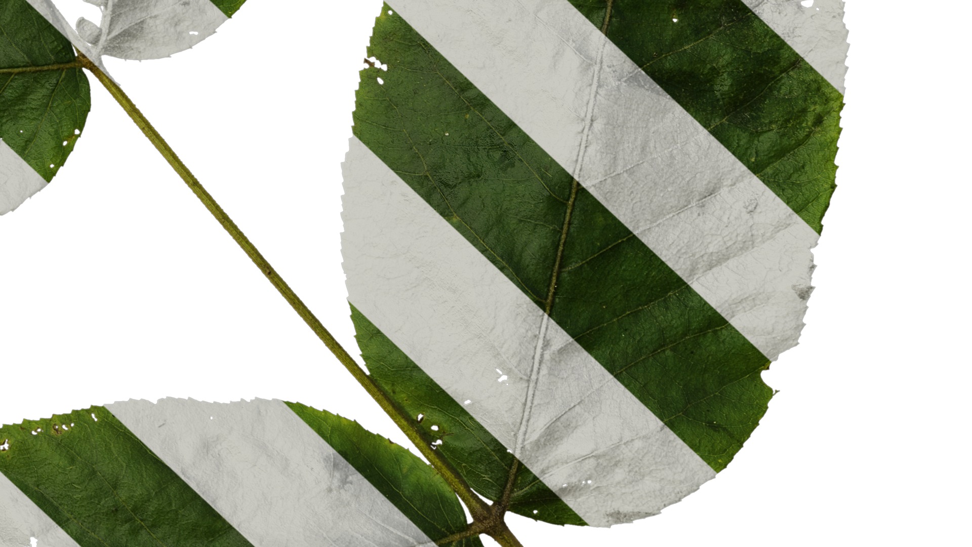 Anydrafts Aralia chinensis Leaf 03 Texture_6