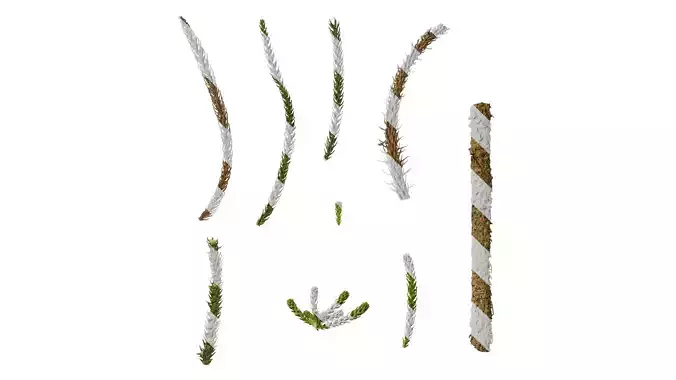 Anydrafts Araucaria cunninghamii Atlas 01 Texture