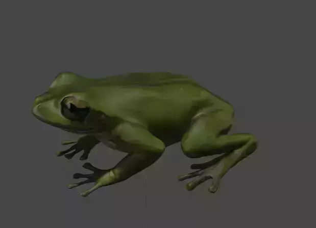 Realistic Frog 3D Model