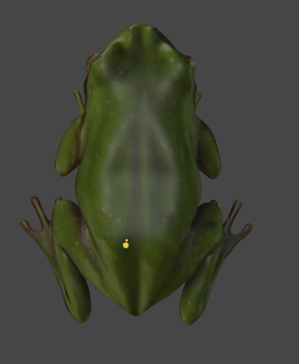 Realistic Frog 3D Model 3D model_3