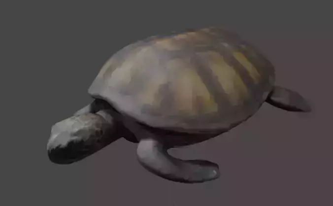 Realistic Turtle 3D Model
