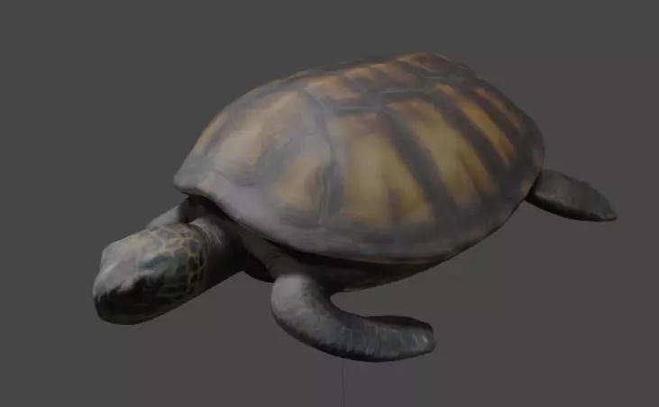 Realistic Turtle 3D Model 3D model_0