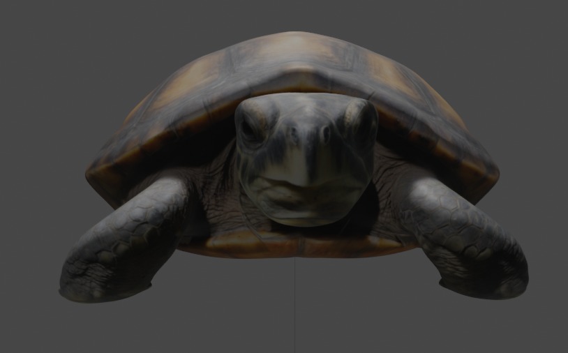 Realistic Turtle 3D Model 3D model_3