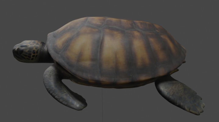 Realistic Turtle 3D Model 3D model_1
