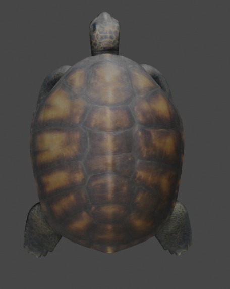 Realistic Turtle 3D Model 3D model_2