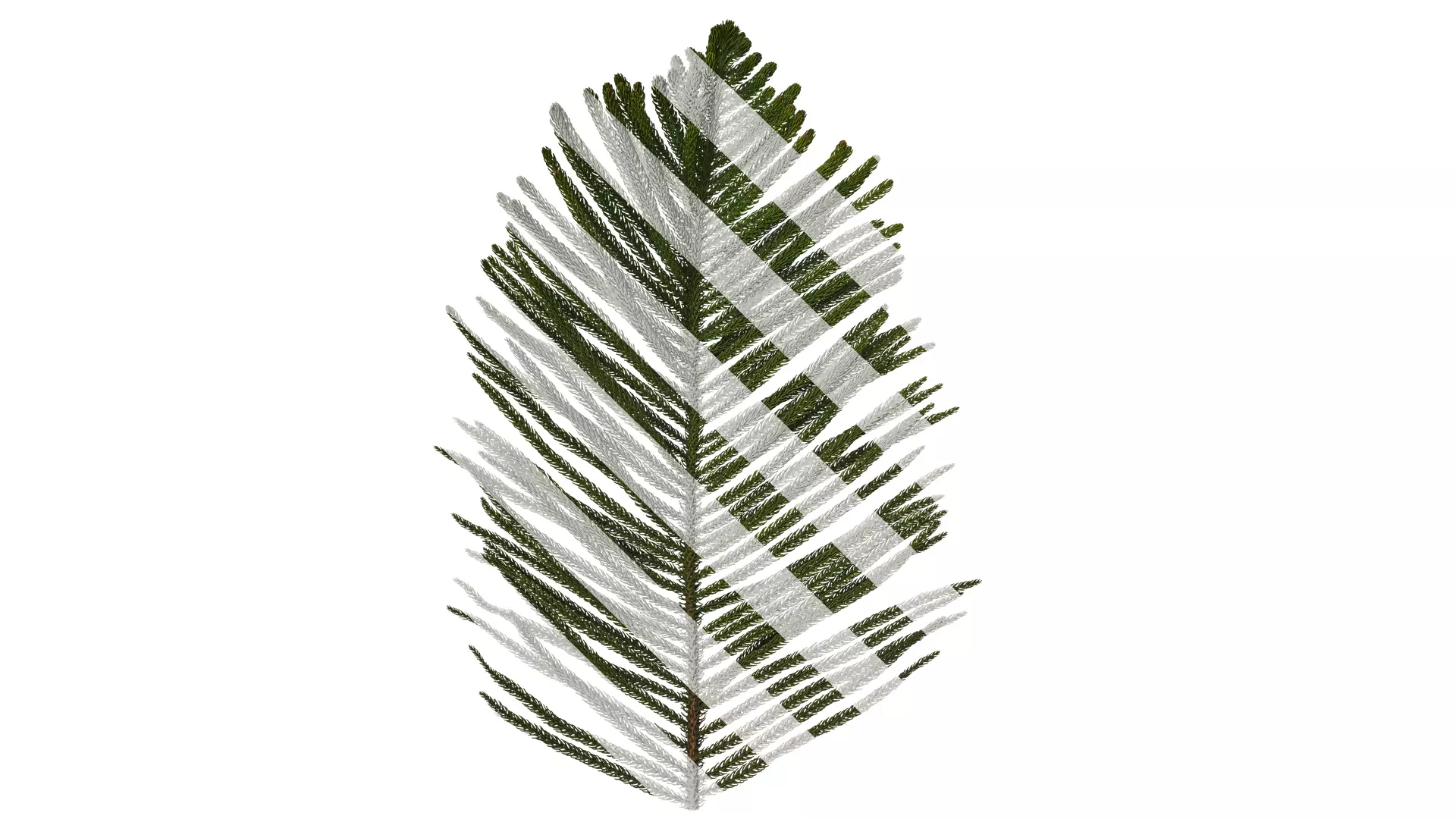 Anydrafts Araucaria cunninghamii Atlas 03 Texture