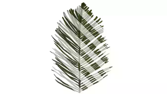 Anydrafts Araucaria cunninghamii Atlas 03