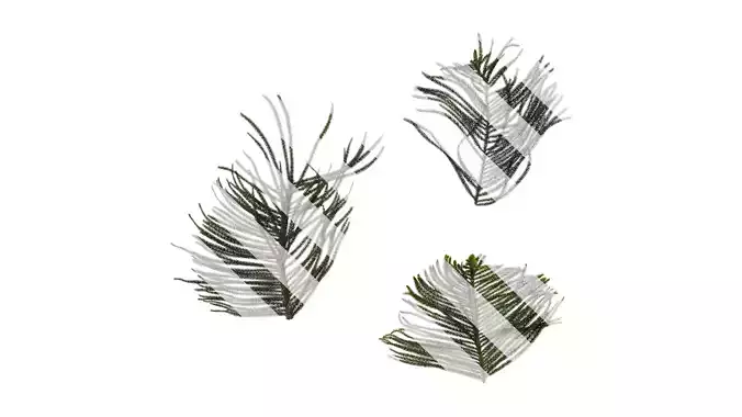 Anydrafts Araucaria heterophylla Atlas 02 Texture