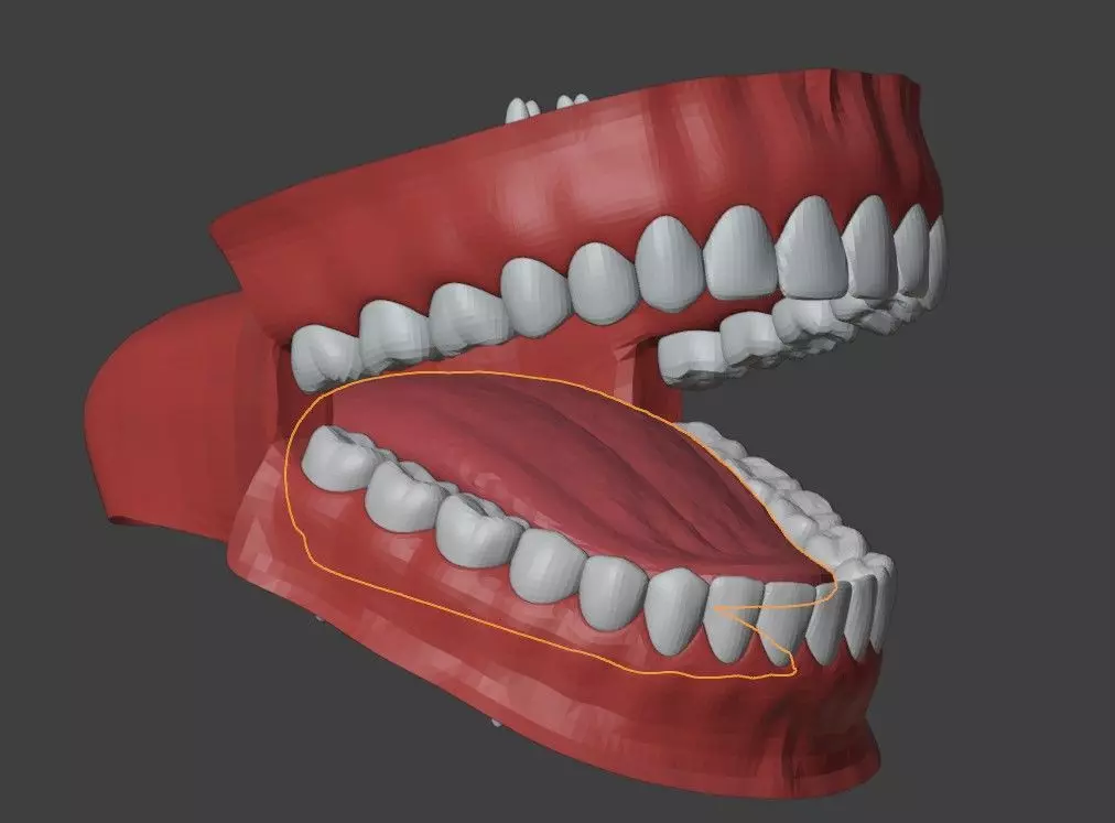 3D Teeth Tounge and Mouth - Dental Model 3D model_0
