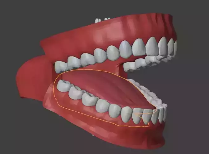 3D Teeth Tounge and Mouth - Dental Model 3D model 3D Teeth Tounge and Mouth - Dental Model 3D model