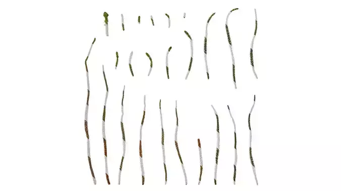 Anydrafts Araucaria heterophylla Leaf 01