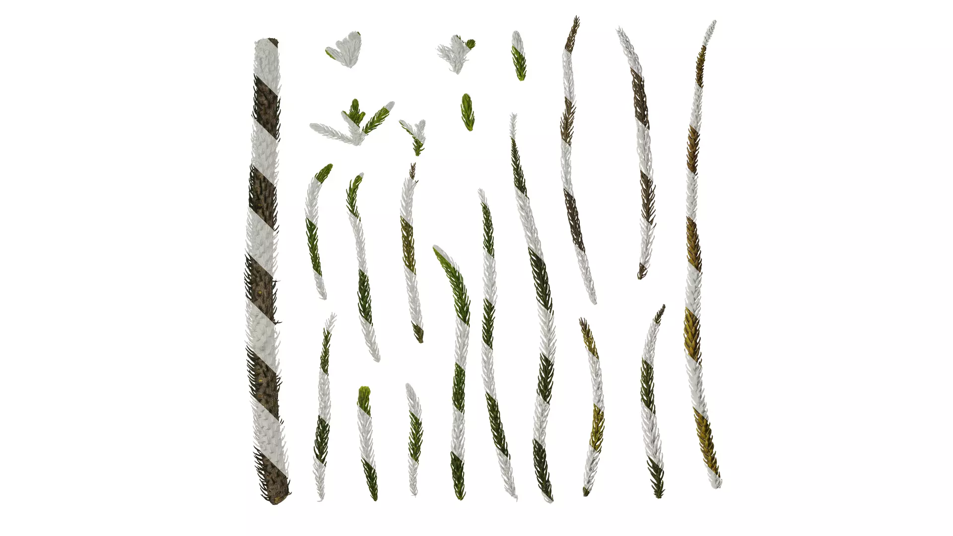 Anydrafts Araucaria heterophylla Leaf 02 Texture