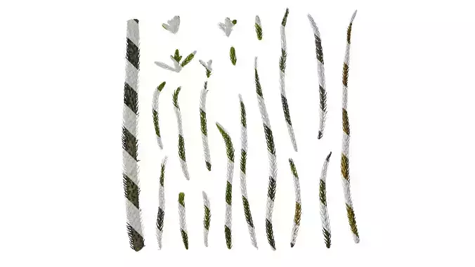 Anydrafts Araucaria heterophylla Leaf 02