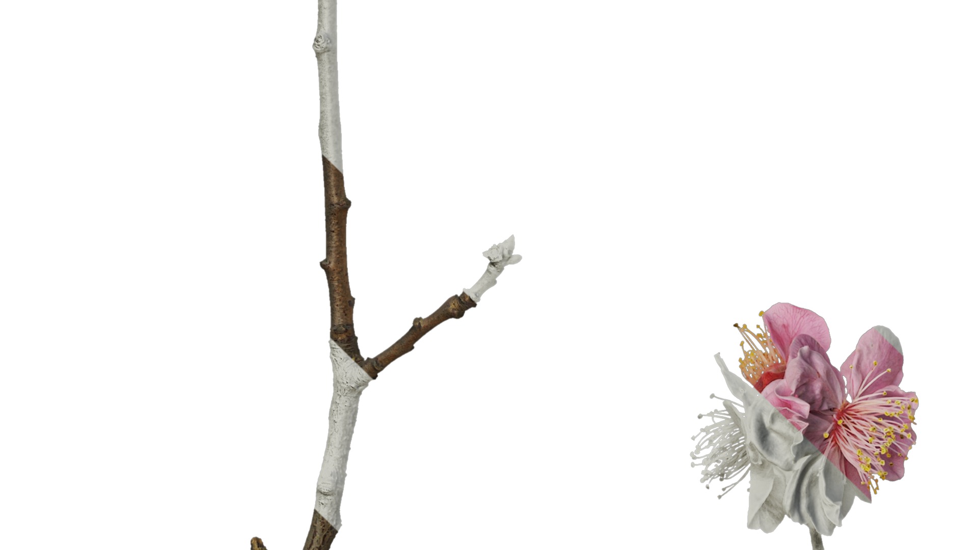 Anydrafts Armeniaca mume Atlas 01 Texture_5