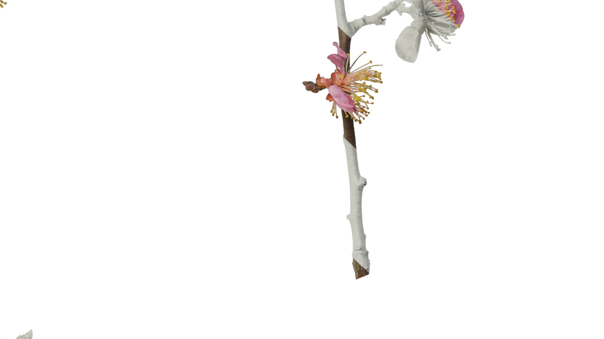 Anydrafts Armeniaca mume Atlas 01 Texture_7