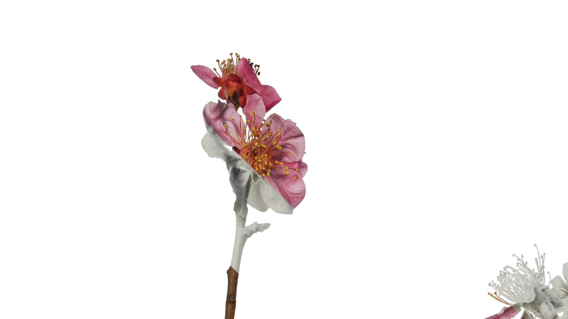 Anydrafts Armeniaca mume Atlas 01 Texture_1