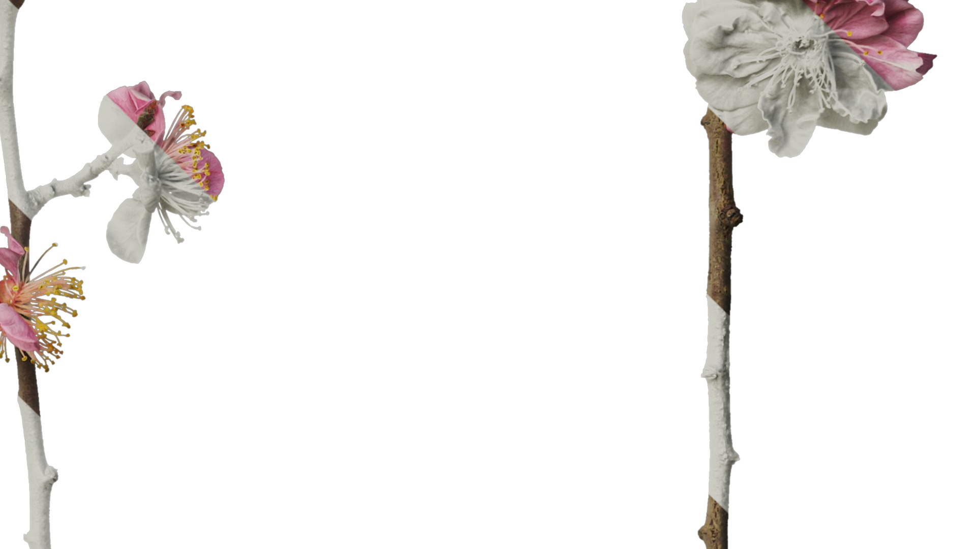 Anydrafts Armeniaca mume Atlas 01 Texture_4