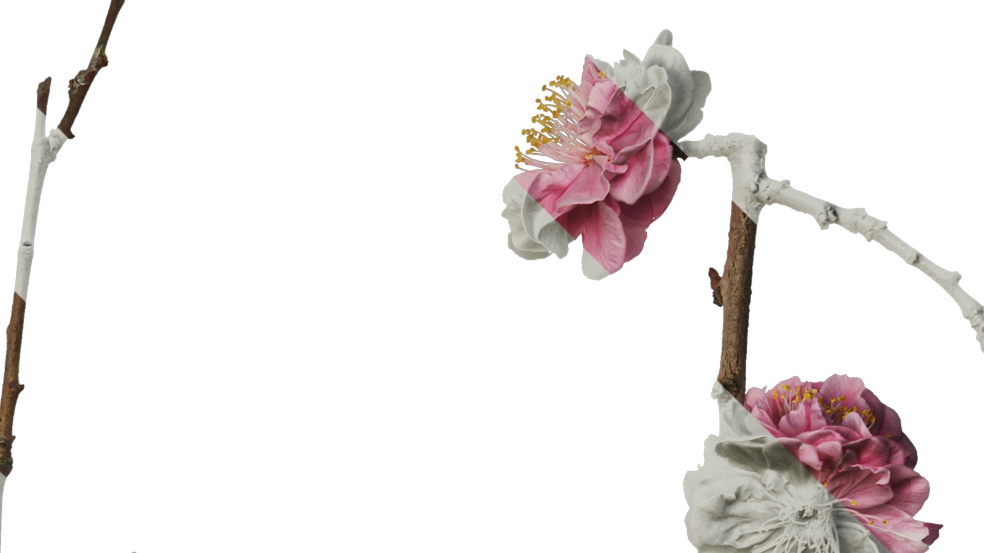 Anydrafts Armeniaca mume Atlas 01 Texture_2