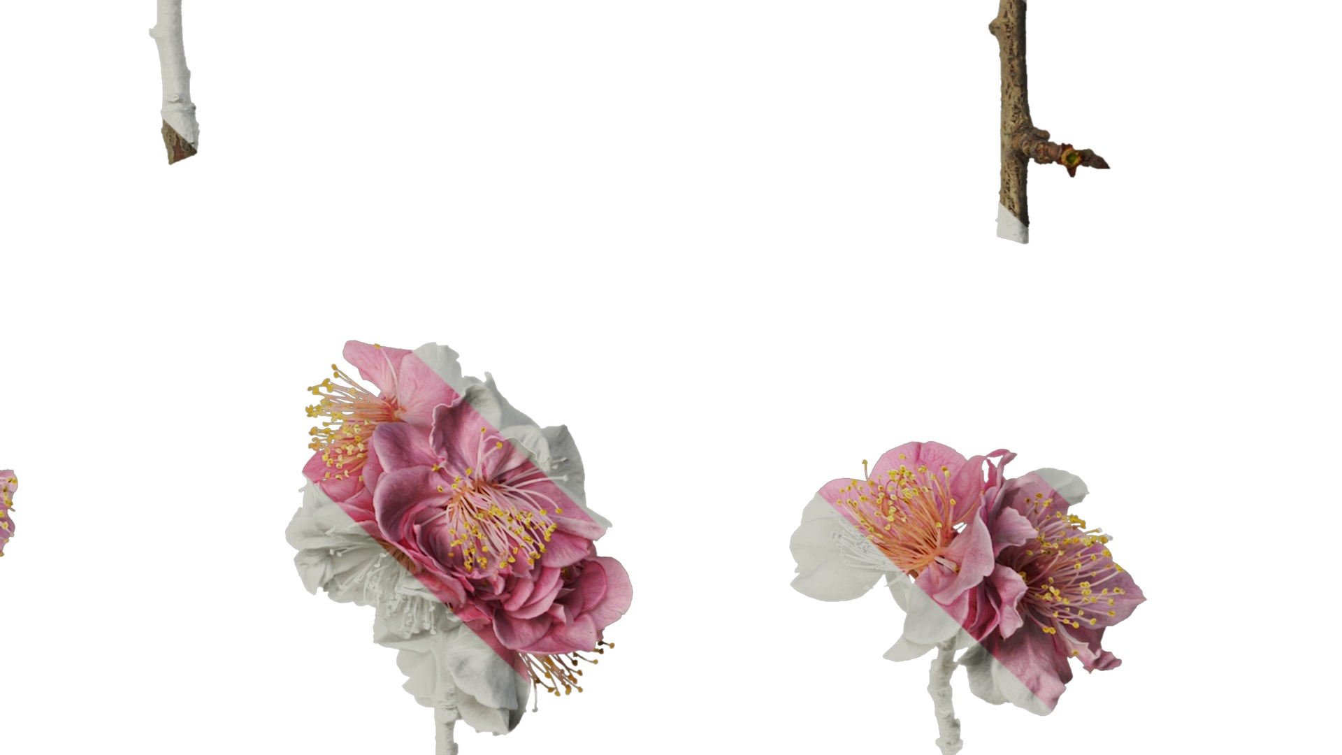 Anydrafts Armeniaca mume Atlas 01 Texture_6