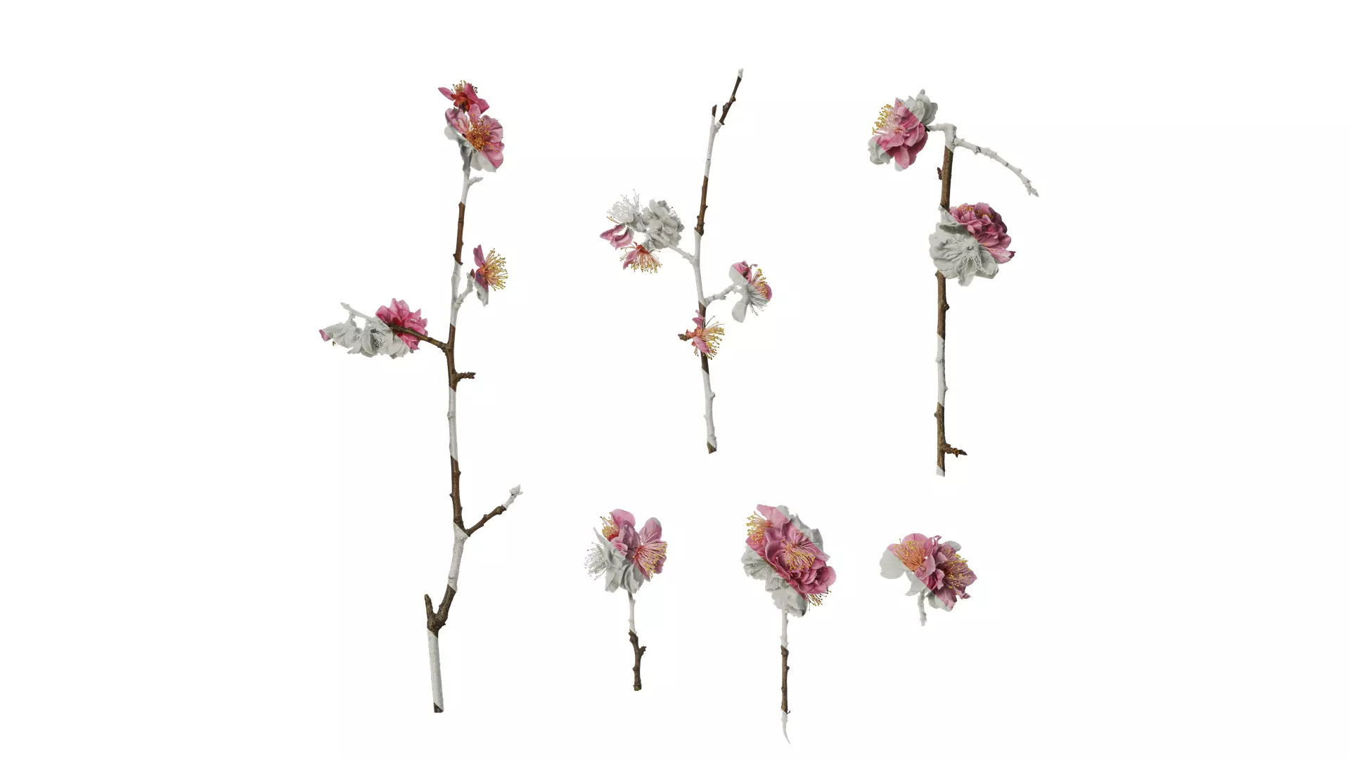 Anydrafts Armeniaca mume Atlas 01 Texture_0