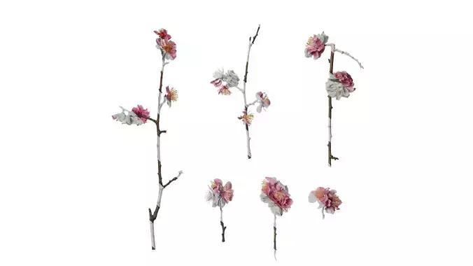 Anydrafts Armeniaca mume Atlas 01