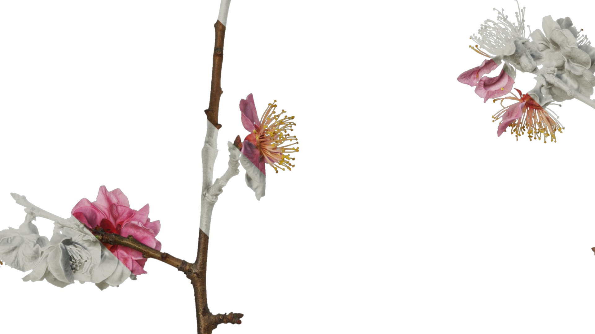 Anydrafts Armeniaca mume Atlas 01 Texture_3