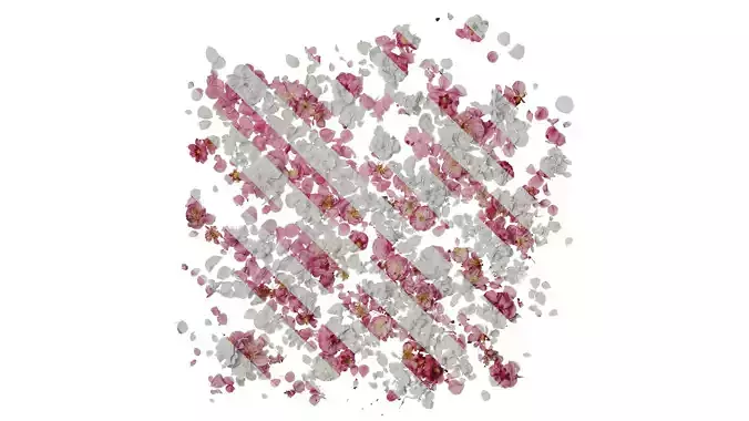 Anydrafts Armeniaca mume Atlas 03