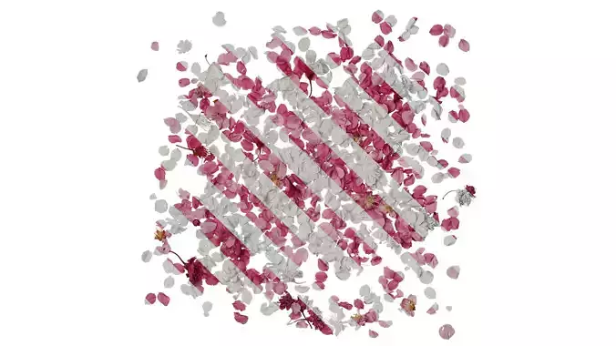 Anydrafts Armeniaca mume Atlas 04