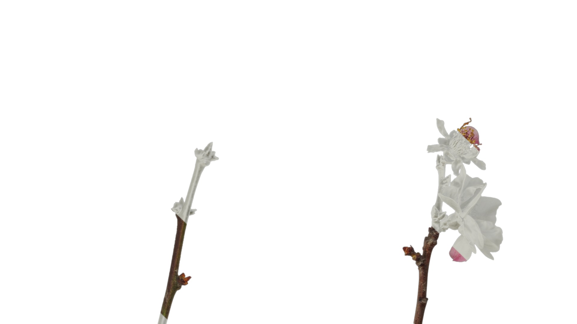 Anydrafts Armeniaca mume Atlas 05 Texture_1