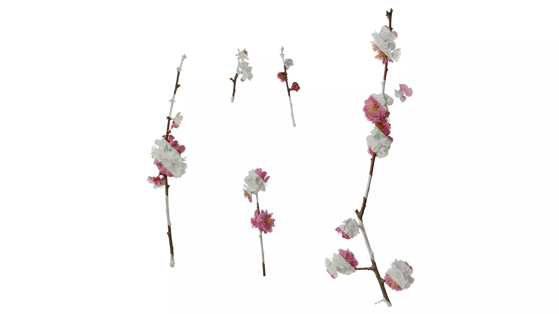 Anydrafts Armeniaca mume Atlas 05 Texture_0