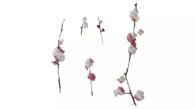 Anydrafts Armeniaca mume Atlas 05