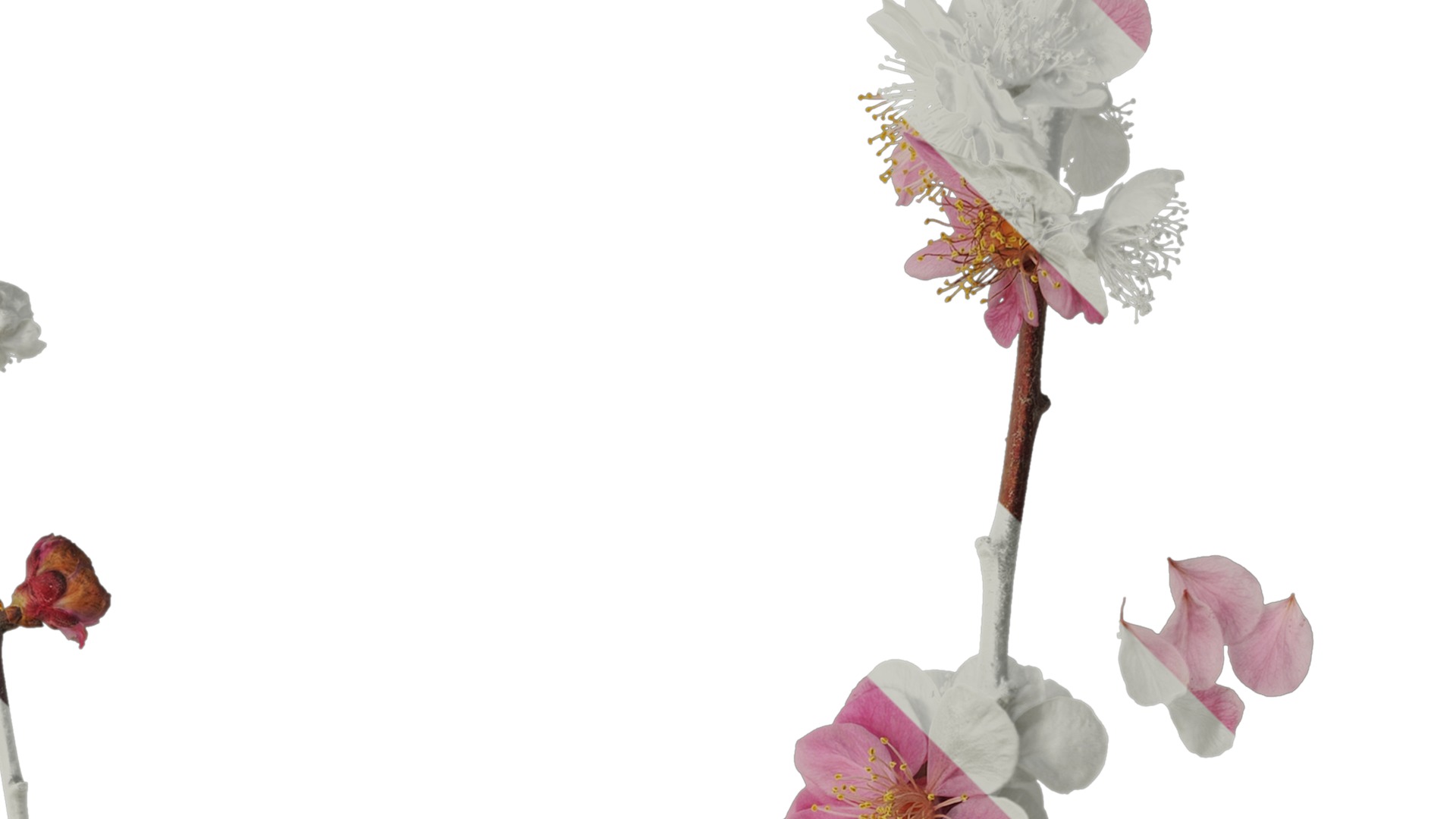 Anydrafts Armeniaca mume Atlas 05 Texture_2