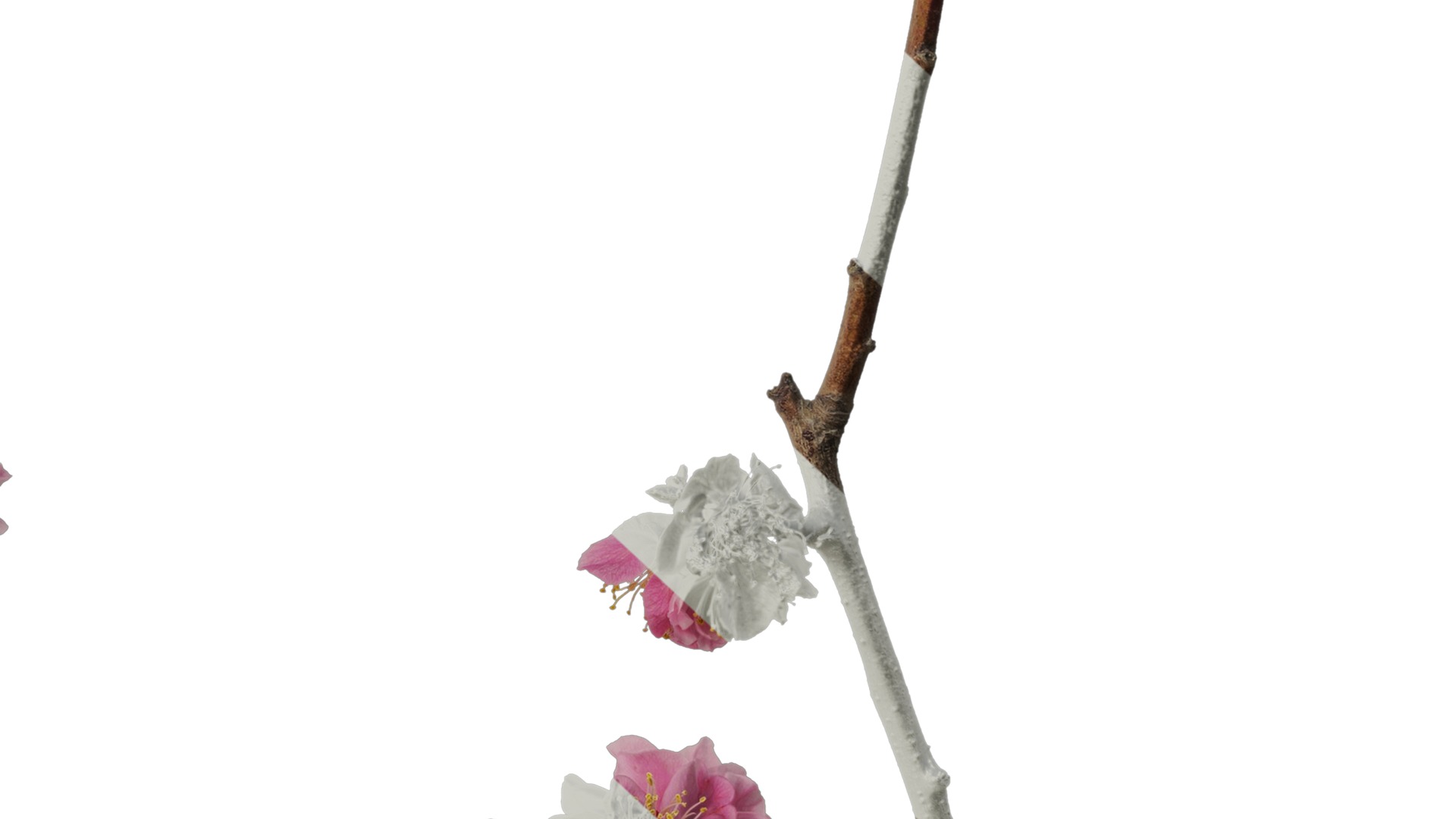 Anydrafts Armeniaca mume Atlas 05 Texture_6