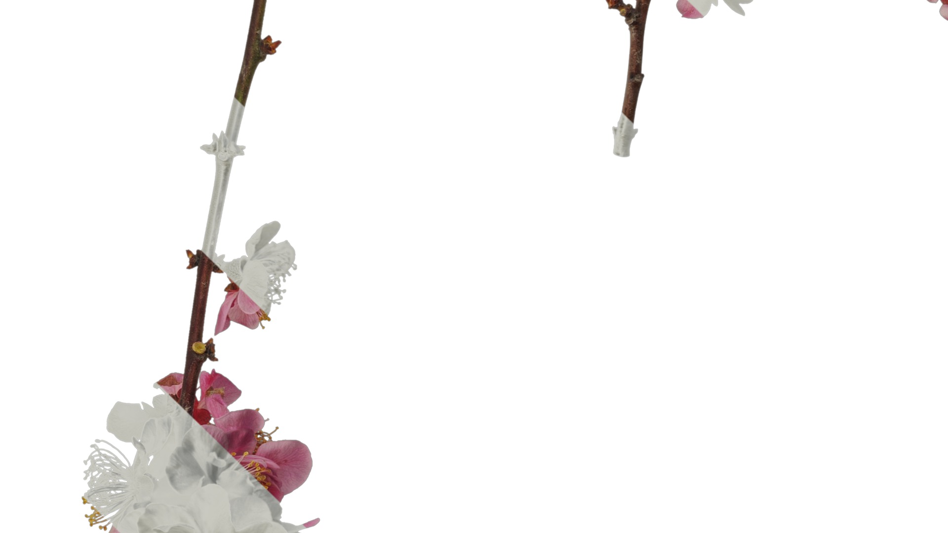 Anydrafts Armeniaca mume Atlas 05 Texture_3