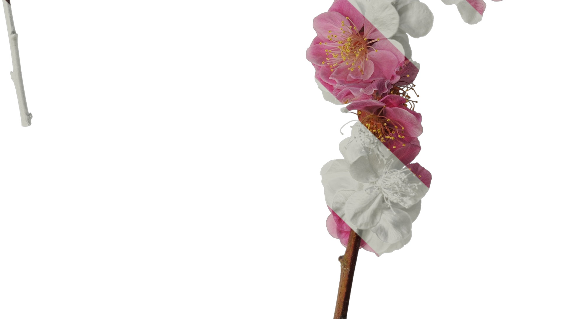 Anydrafts Armeniaca mume Atlas 05 Texture_4