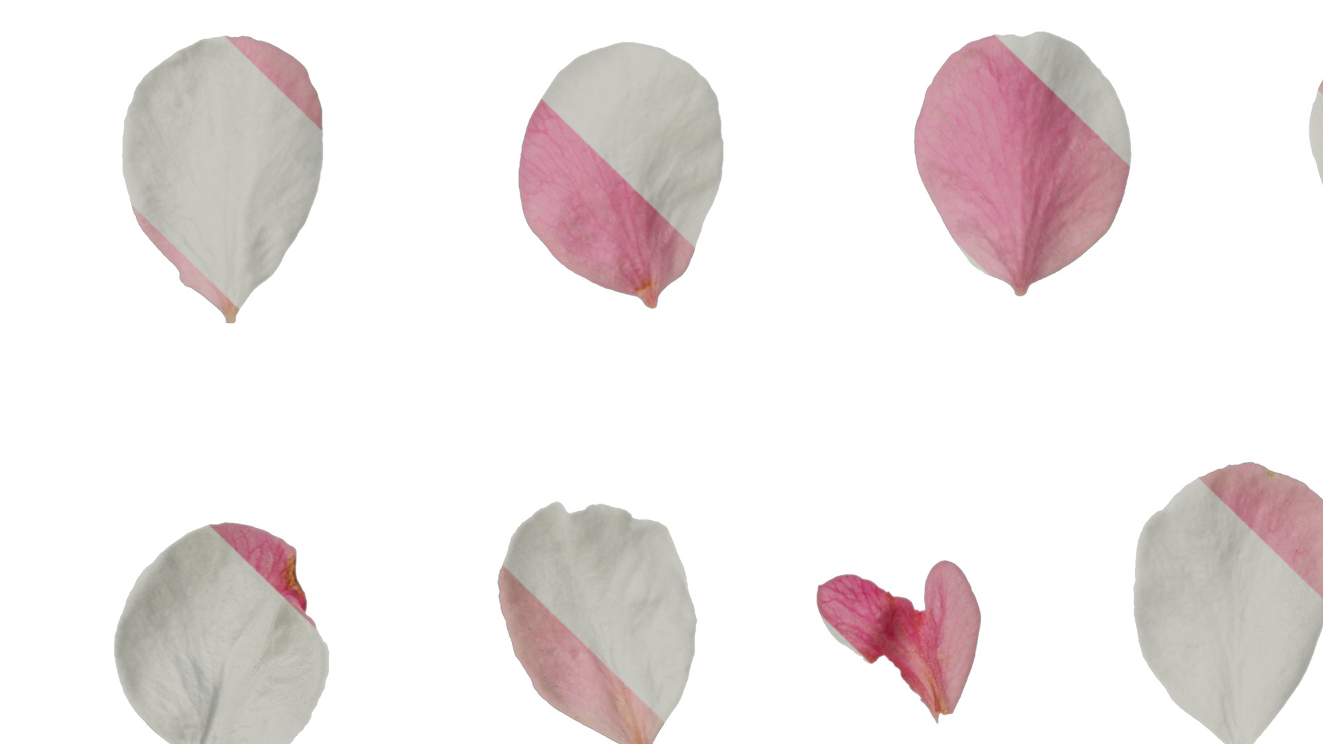 Anydrafts Armeniaca mume Flower 04 Texture_3